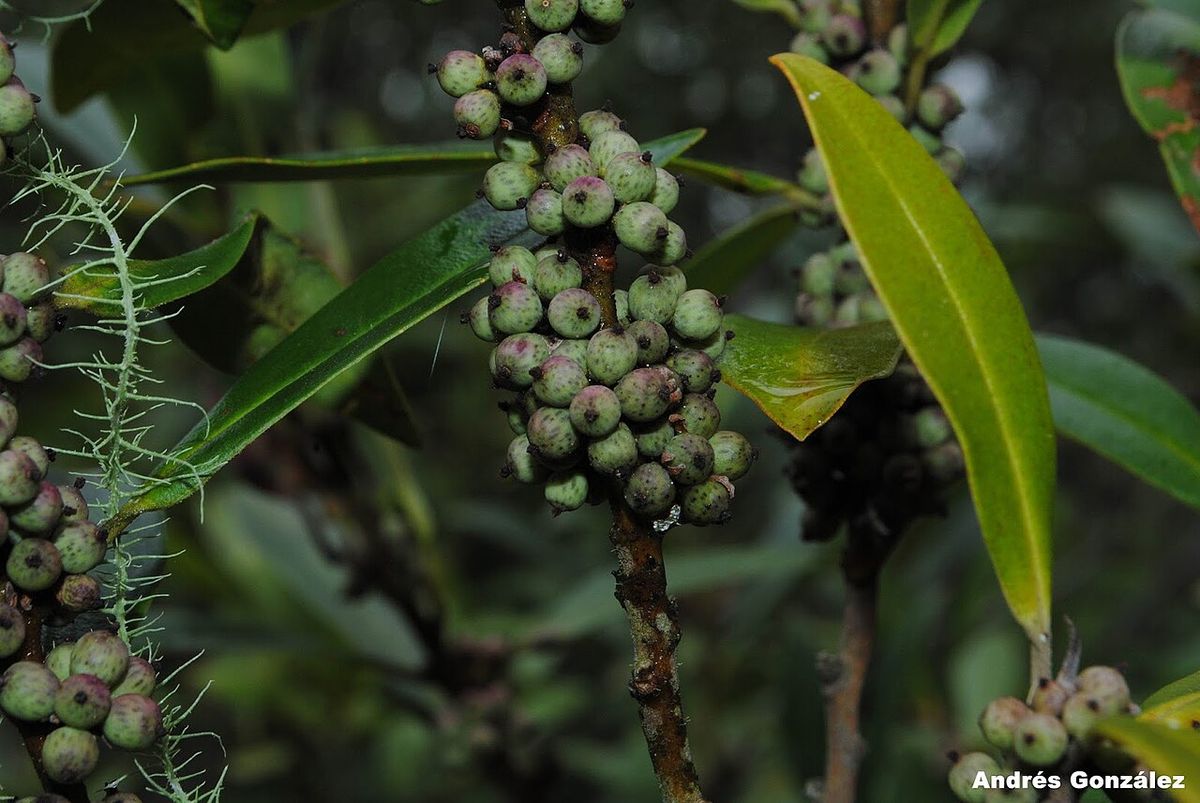 Frutos verdes de escolín apiñados sobre el tallo entre las hojas.