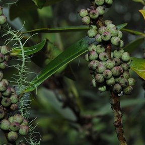 Frutos verdes de escolín apiñados sobre el tallo entre las hojas.