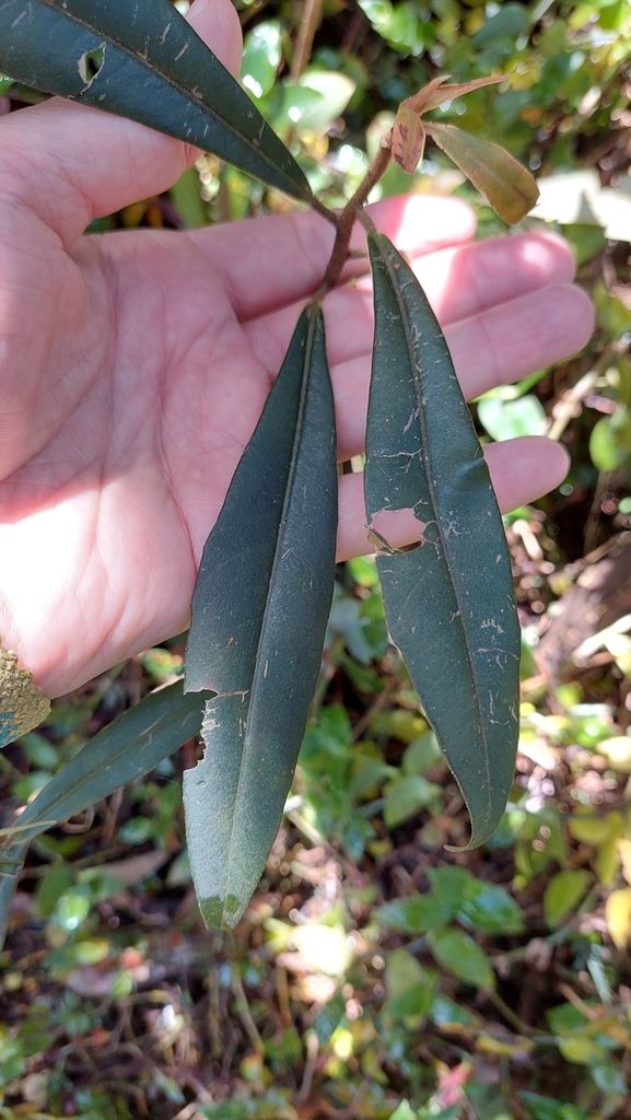 Una mano sostiene una ramilla de escolín con las hojas estrechas y oscuras.