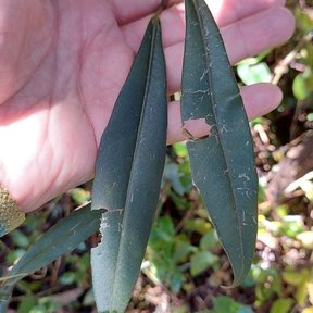 Una mano sostiene una ramilla de escolín con las hojas estrechas y oscuras.