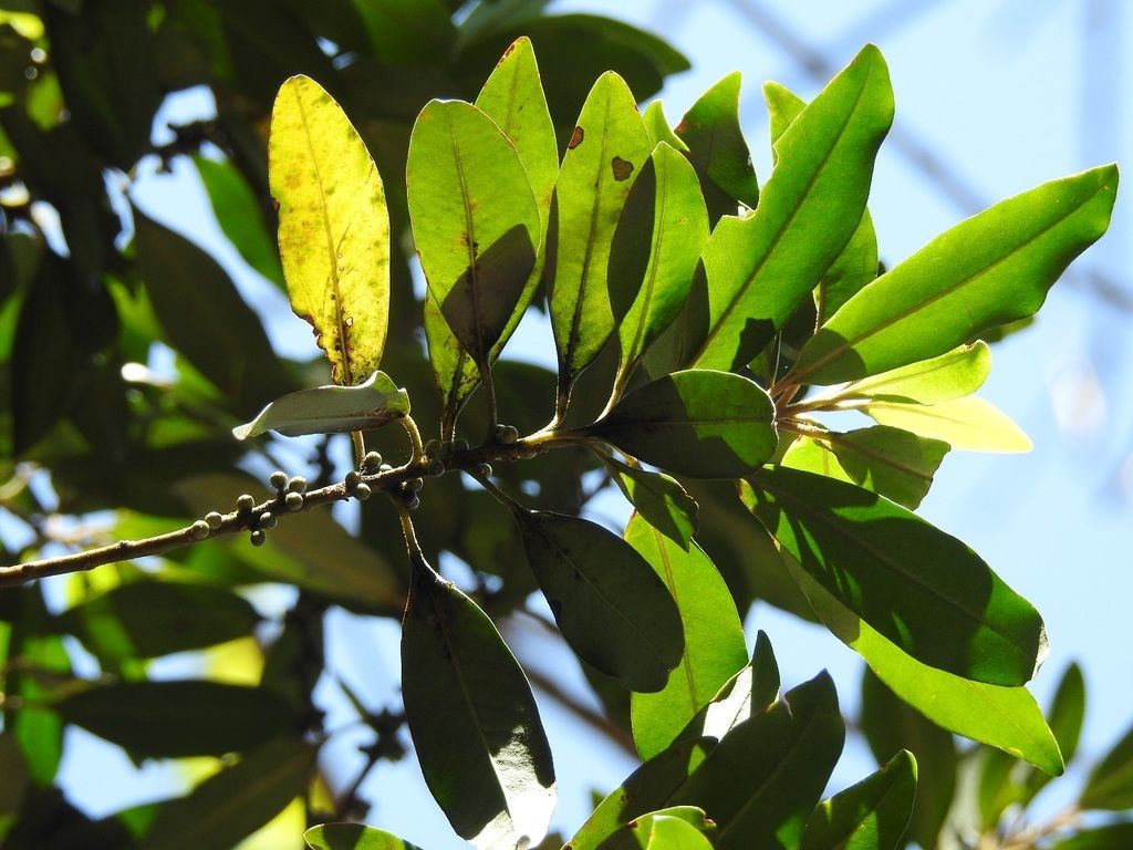 Follaje de escolín visto a contraluz, con una hoja ya amarilla entre las verdes.