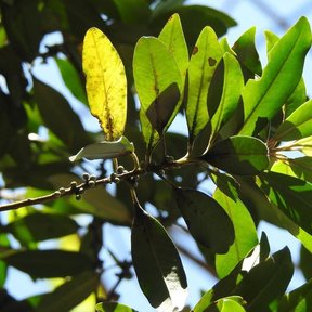 Follaje de escolín visto a contraluz, con una hoja ya amarilla entre las verdes.