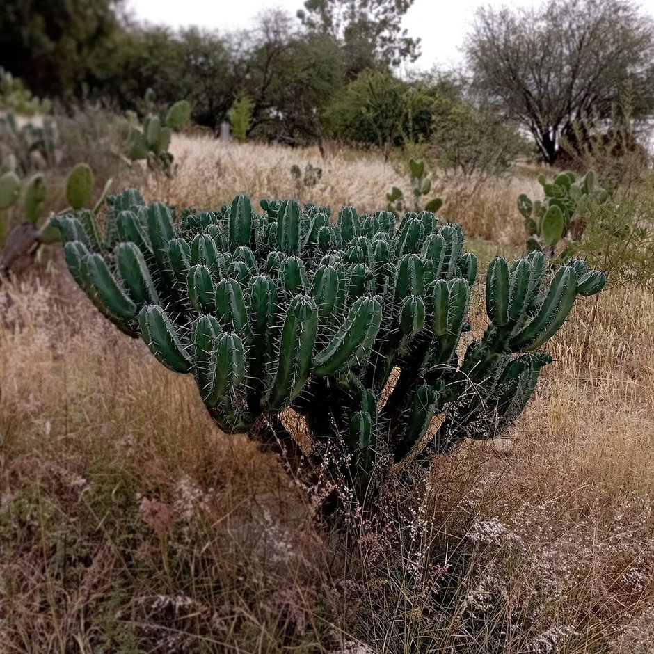 Garambullo de muchos brazos verticales creciendo en un llano de pasto seco.