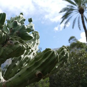 Garambullo de forma crestada y ondulada recortado contra el cielo entre palmas.