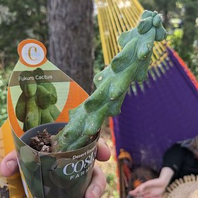 Una mano sostiene un garambullo en maceta con la etiqueta comercial puesta.