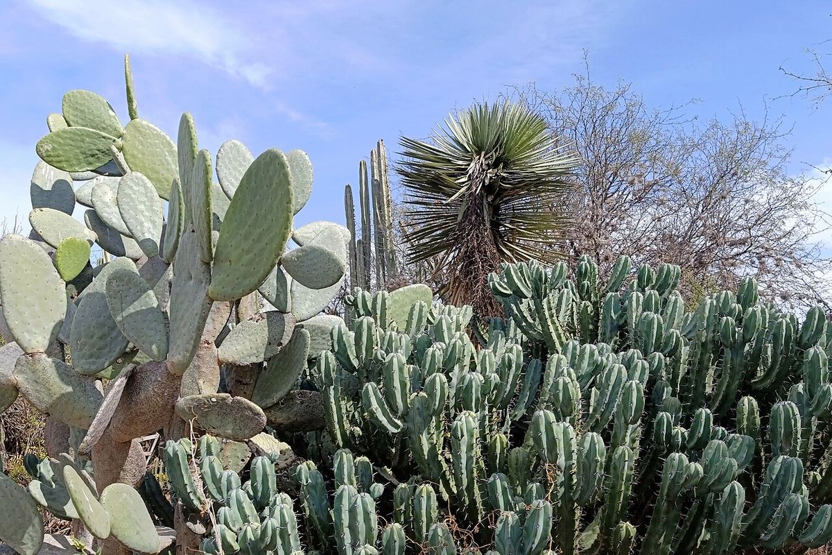 Matorral con garambullos, nopales y una yuca bajo un cielo azul con nubes.