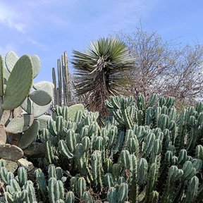 Matorral con garambullos, nopales y una yuca bajo un cielo azul con nubes.