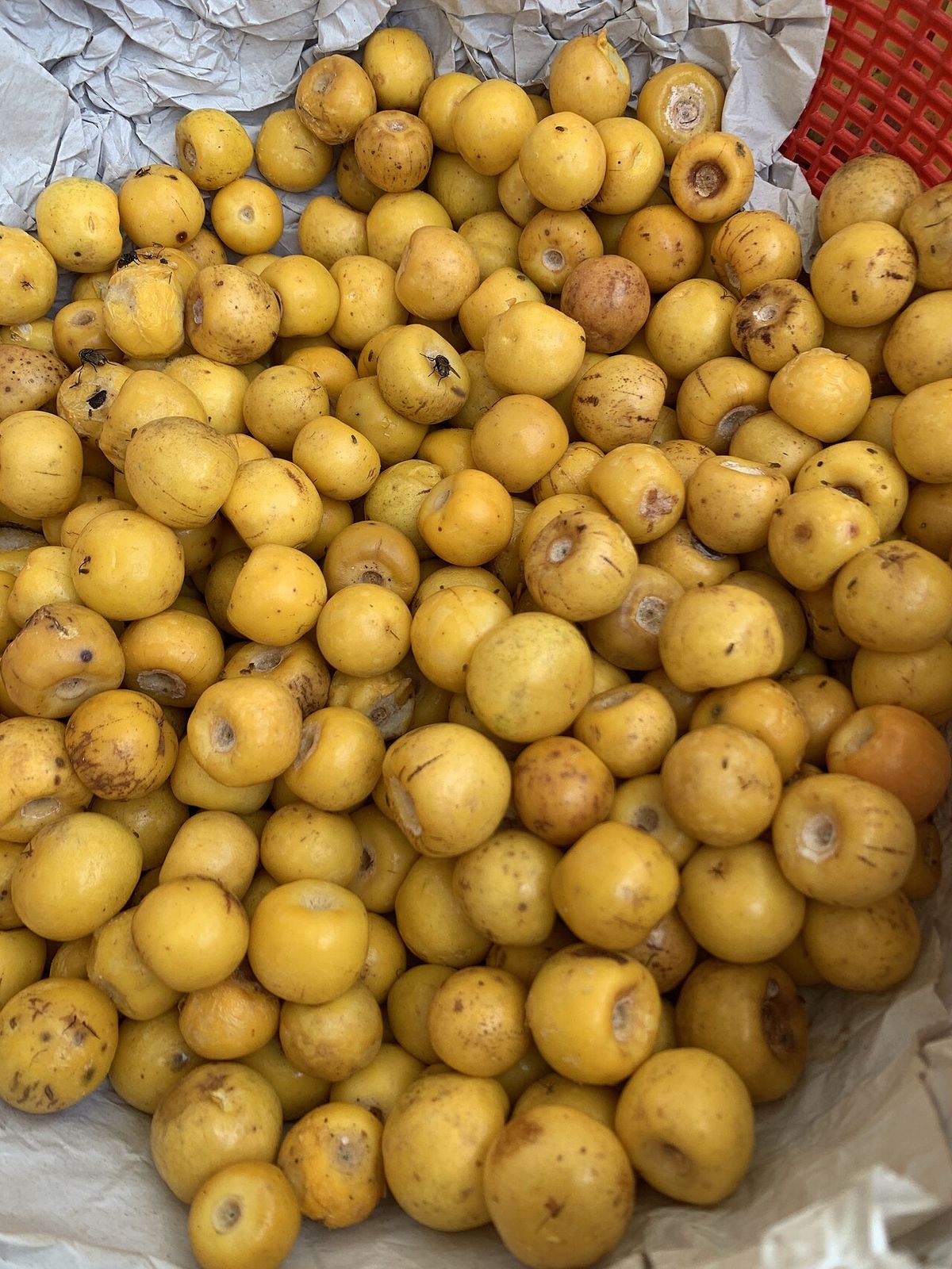 Montón de nanches amarillos a la venta sobre un plástico en el mercado.