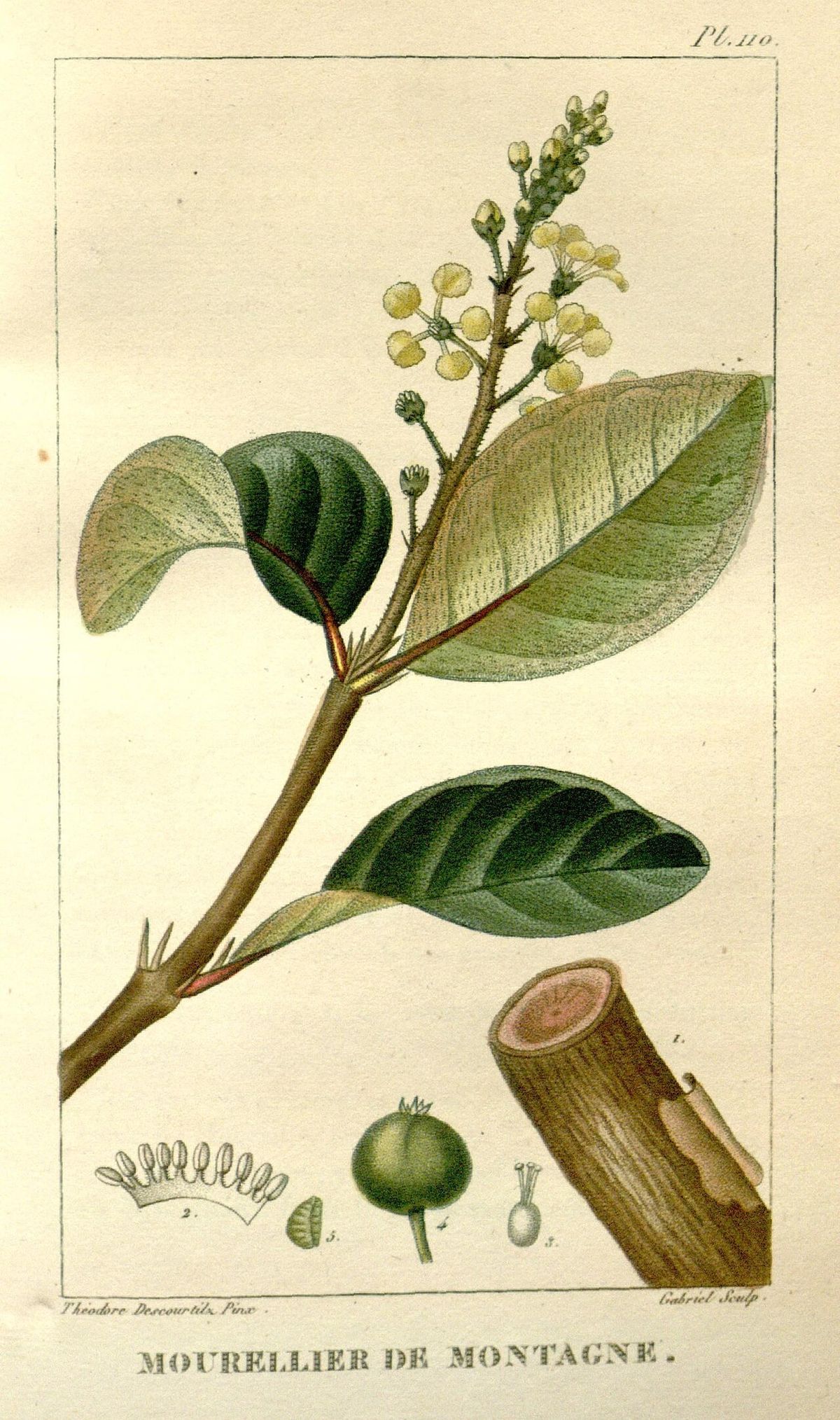 Lámina botánica coloreada del nanche con la hoja, la flor y el corte del fruto.
