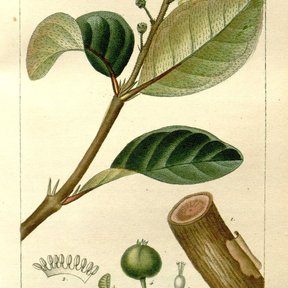 Lámina botánica coloreada del nanche con la hoja, la flor y el corte del fruto.