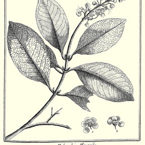 Grabado a línea del nanche con la rama, la panícula y detalles del fruto.