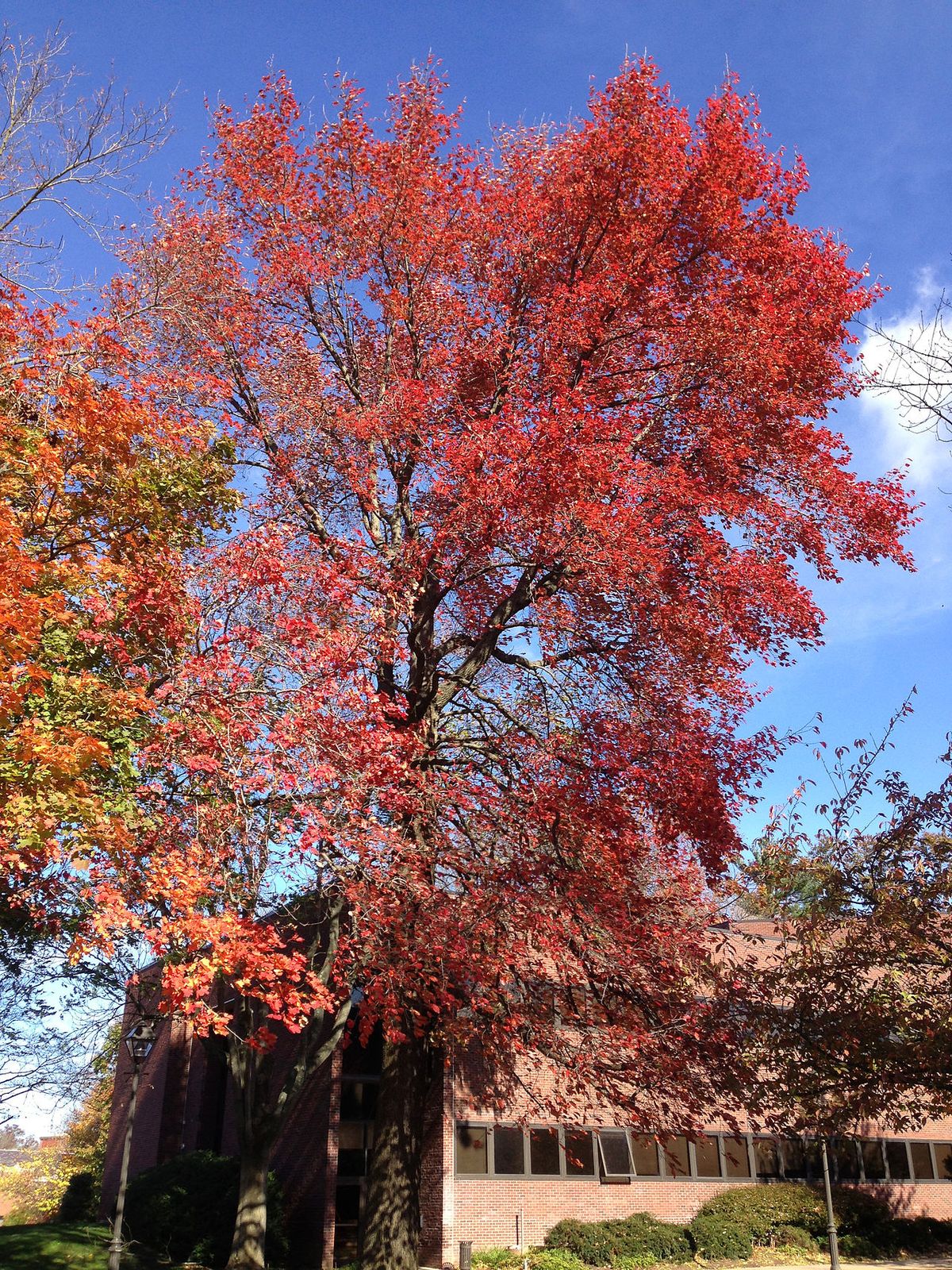 Manzanillo entero con el follaje rojo encendido del otoño, junto a un edificio.