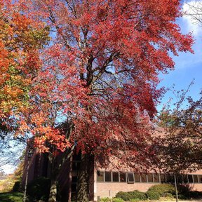 Manzanillo entero con el follaje rojo encendido del otoño, junto a un edificio.