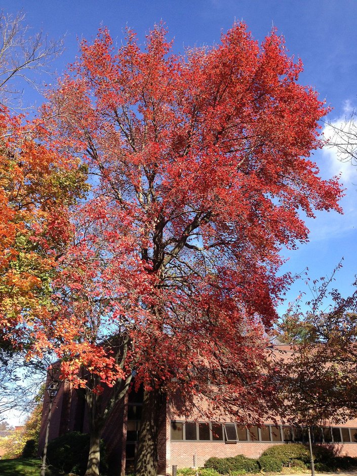 Manzanillo entero con el follaje rojo encendido del otoño, junto a un edificio.