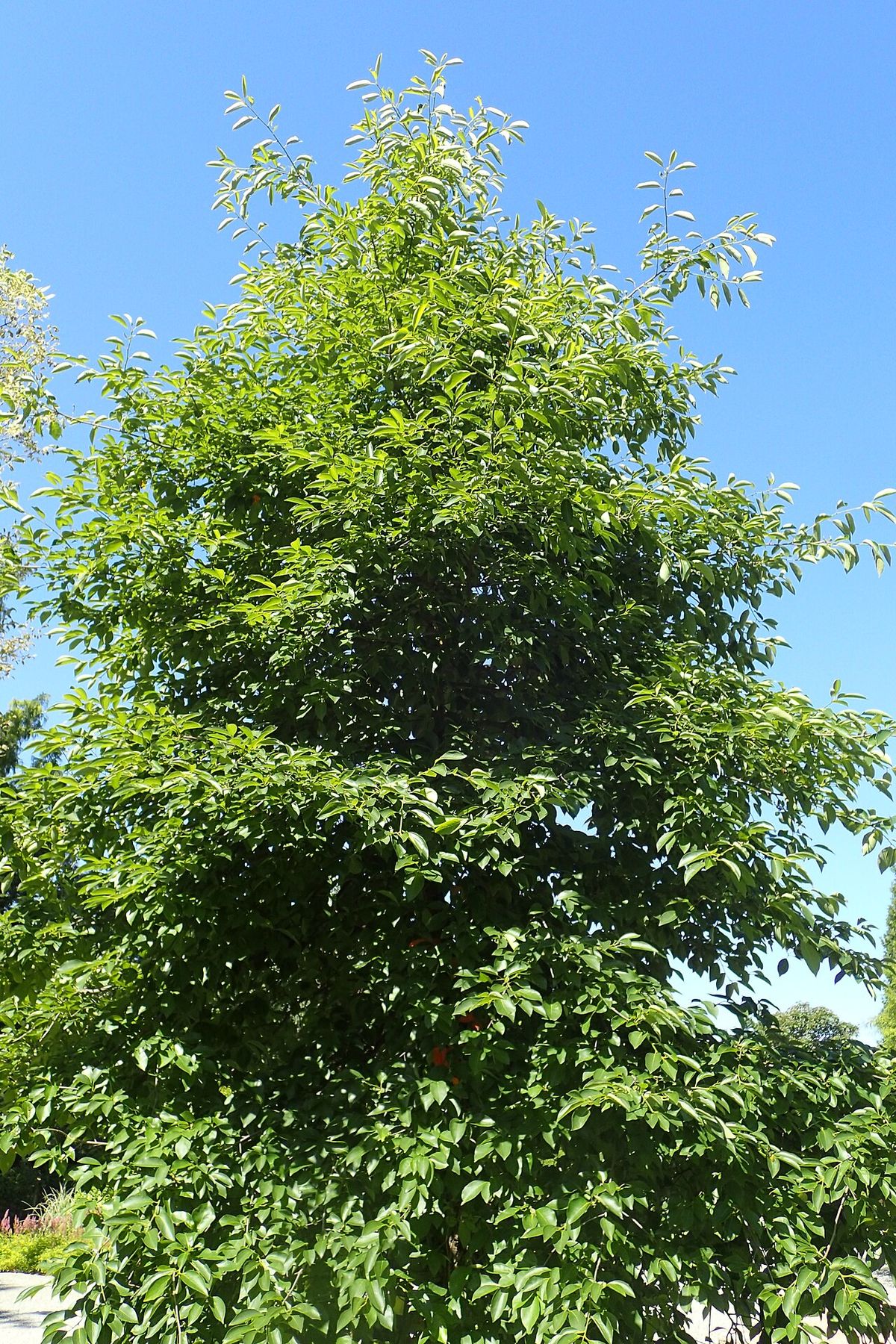 Manzanillo de copa densa y verde recortado contra un cielo azul.