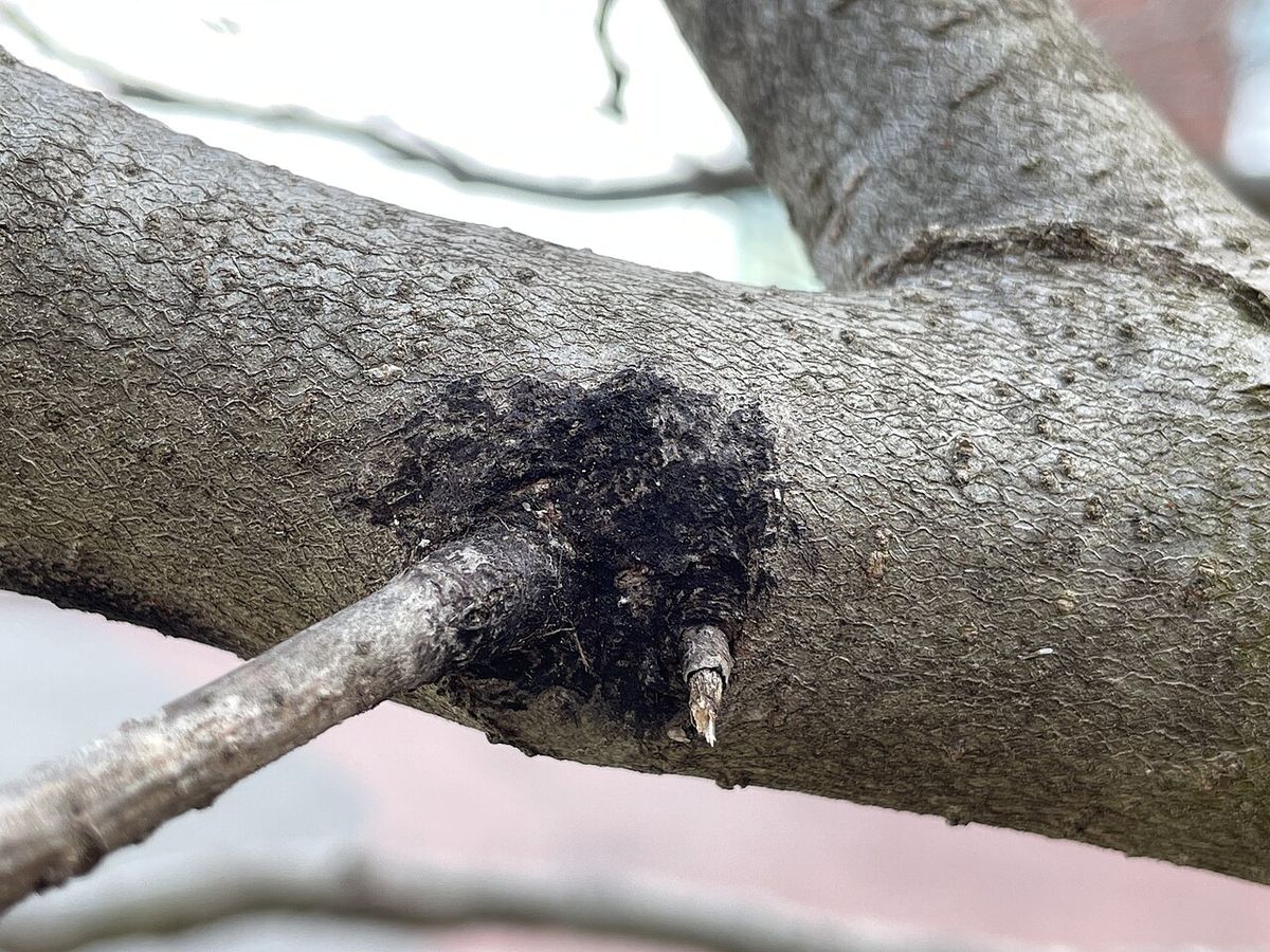 Excrecencia oscura y afelpada creciendo en la horqueta de una rama.