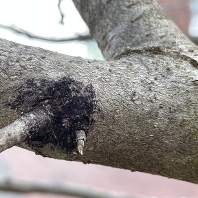 Excrecencia oscura y afelpada creciendo en la horqueta de una rama.