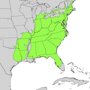 Mapa del este de Estados Unidos con la distribución del manzanillo en verde.