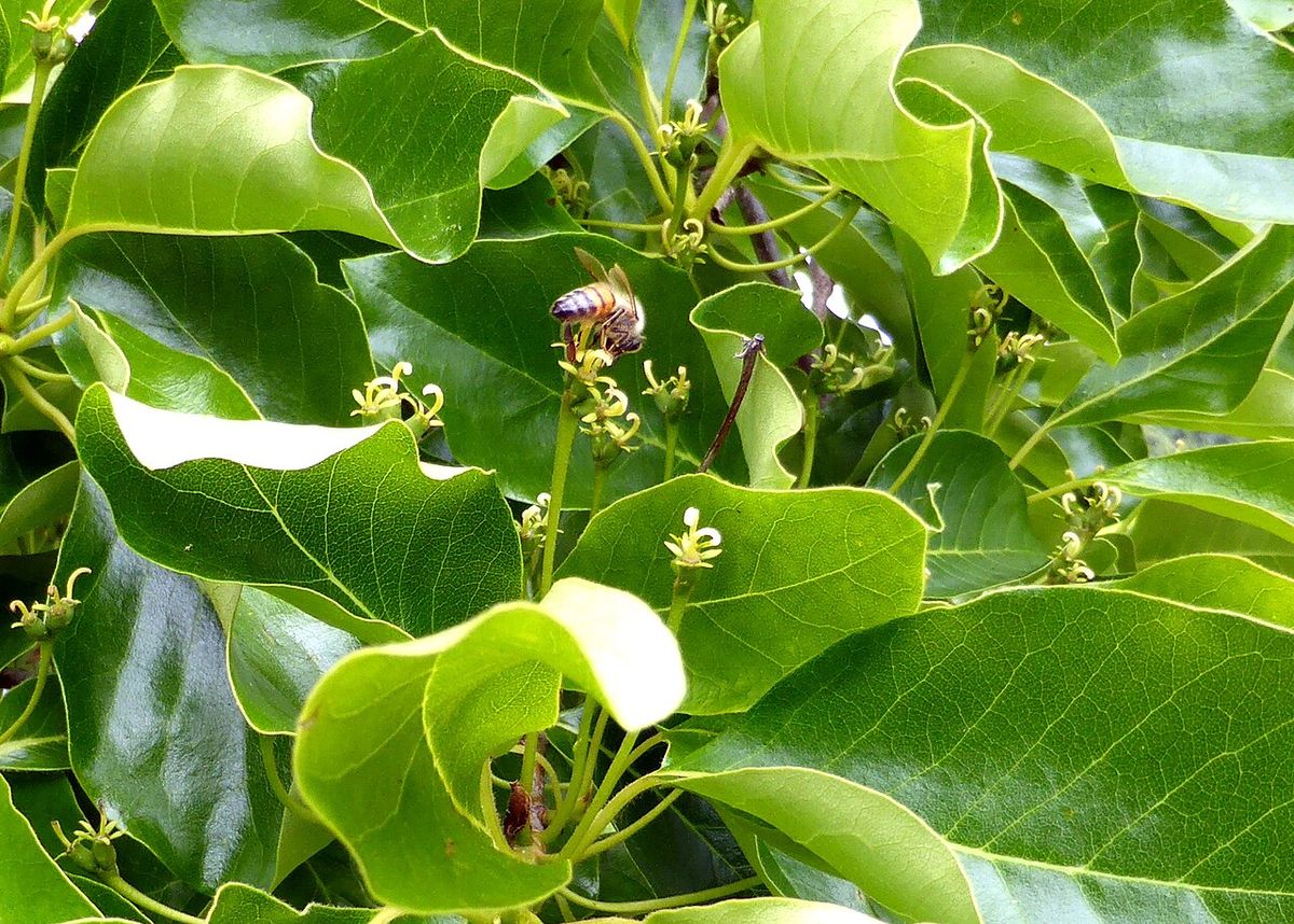 Flores verdes y menudas de manzanillo entre las hojas, con una abeja encima.