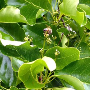 Flores verdes y menudas de manzanillo entre las hojas, con una abeja encima.
