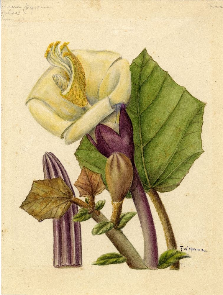 Acuarela botánica de la flor y la hoja de balsa sobre papel envejecido.