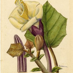 Acuarela botánica de la flor y la hoja de balsa sobre papel envejecido.