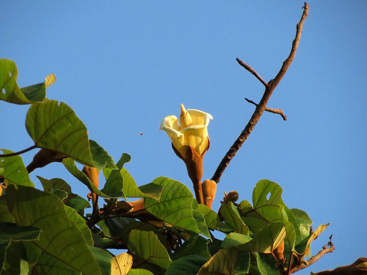 Flor grande y crema de balsa abierta entre hojas anchas contra el cielo azul.