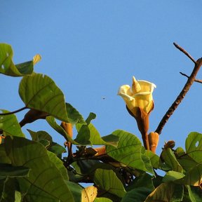 Flor grande y crema de balsa abierta entre hojas anchas contra el cielo azul.
