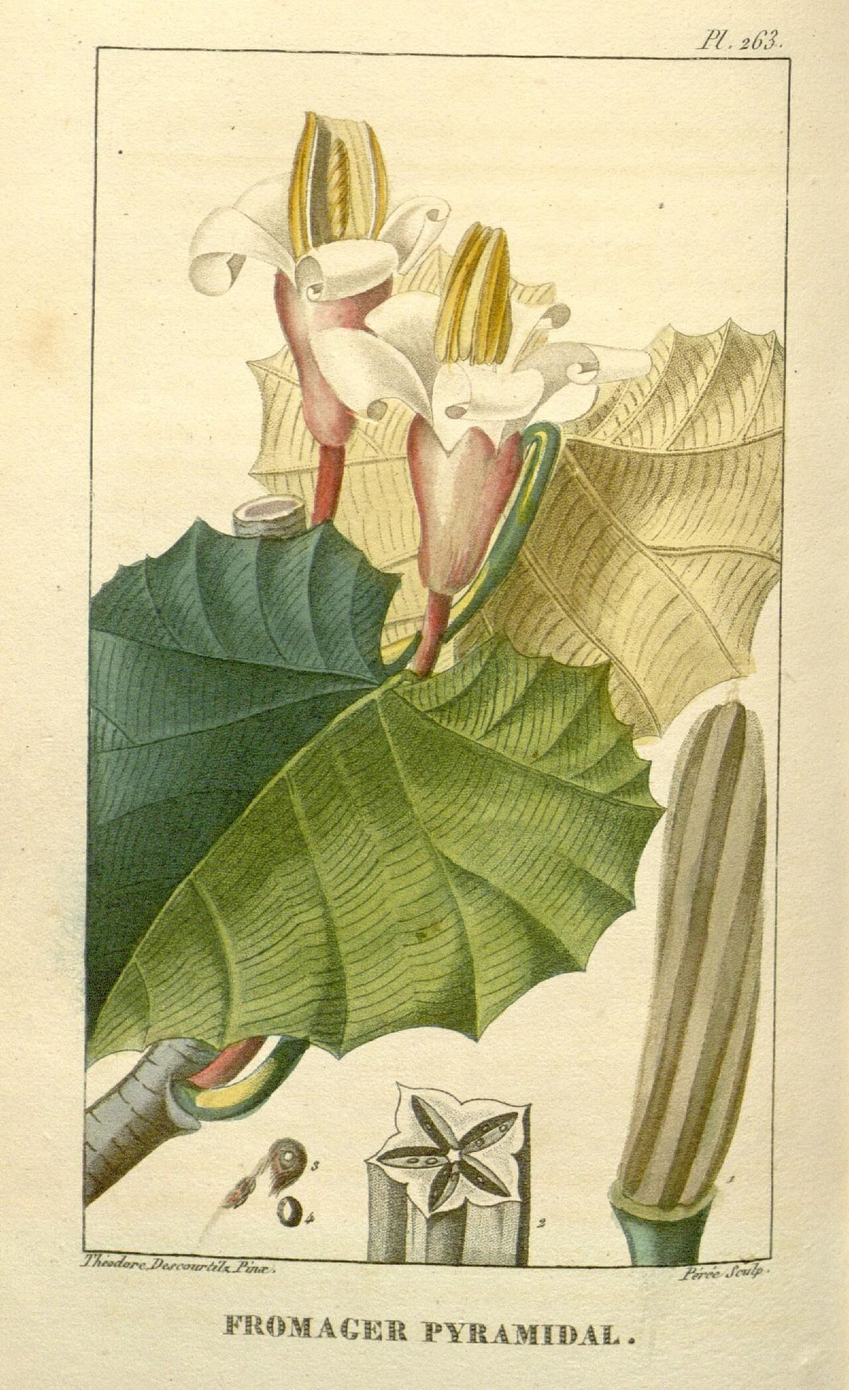 Lámina botánica antigua con la flor, la hoja y el fruto de la balsa.