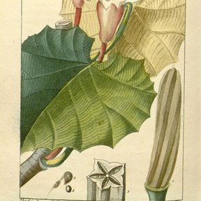Lámina botánica antigua con la flor, la hoja y el fruto de la balsa.