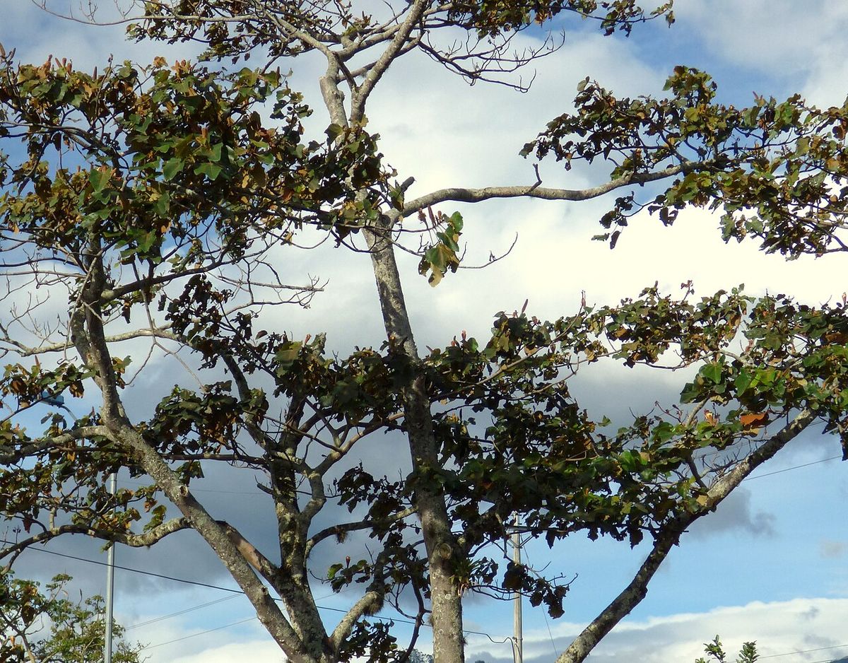 Copa rala de una balsa con pocas ramas muy separadas contra el cielo.
