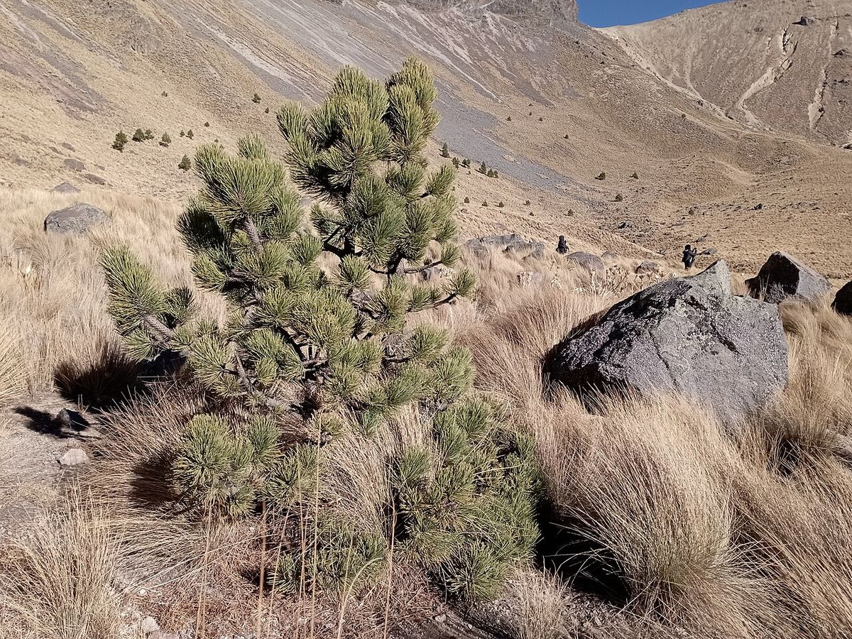 Ocotes blancos bajos y achaparrados creciendo entre zacatonal en una ladera.