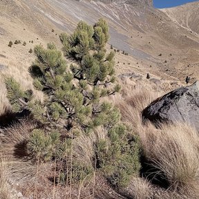 Ocotes blancos bajos y achaparrados creciendo entre zacatonal en una ladera.