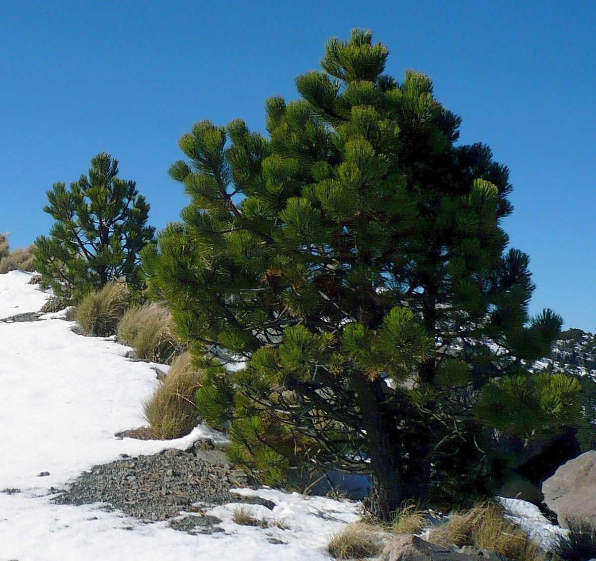 Ocote blanco de copa densa creciendo entre la nieve y la roca volcánica.