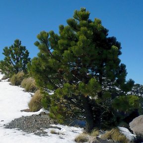 Ocote blanco de copa densa creciendo entre la nieve y la roca volcánica.