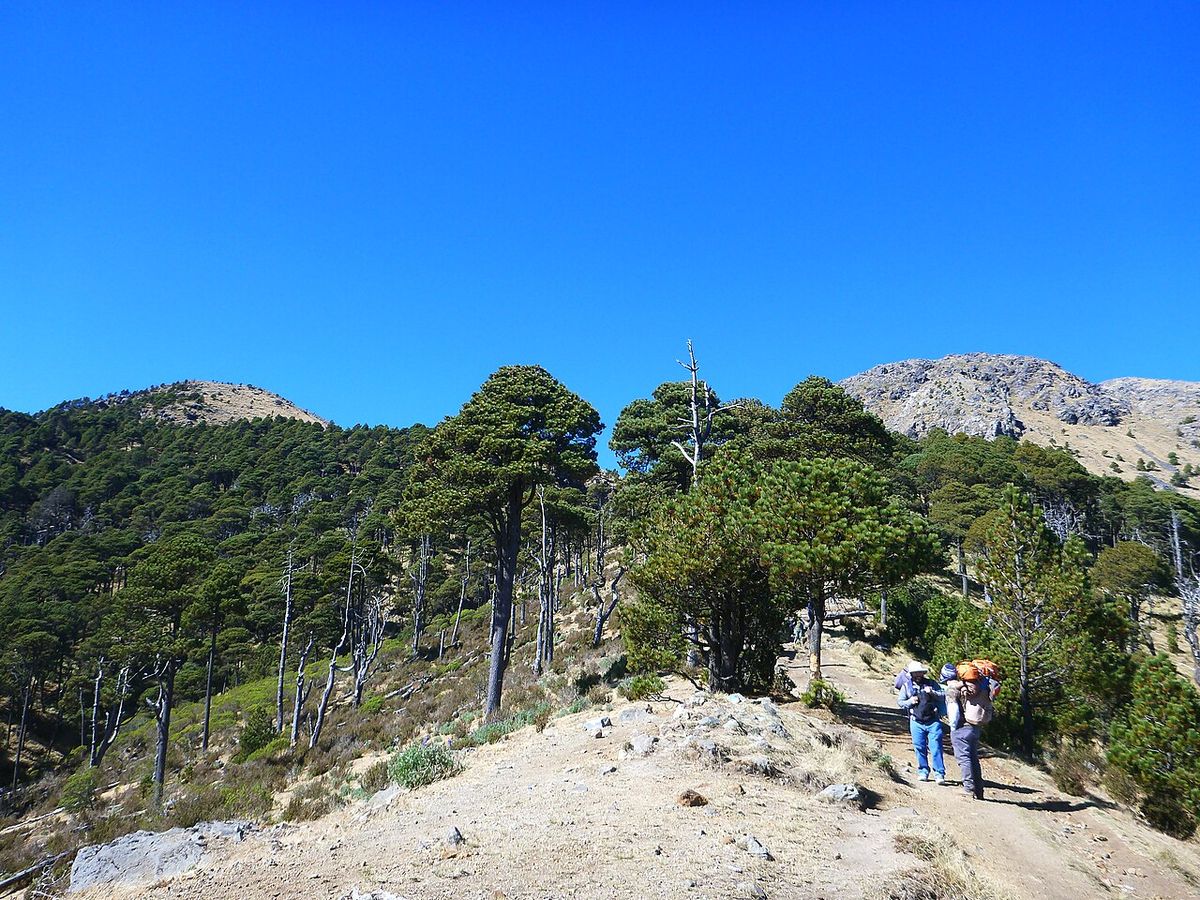 Ocotes blancos en una cresta pedregosa, con dos excursionistas en el camino.