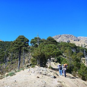 Ocotes blancos en una cresta pedregosa, con dos excursionistas en el camino.