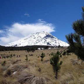 Ocote blanco joven en el zacatonal, con el Popocatépetl nevado al fondo.