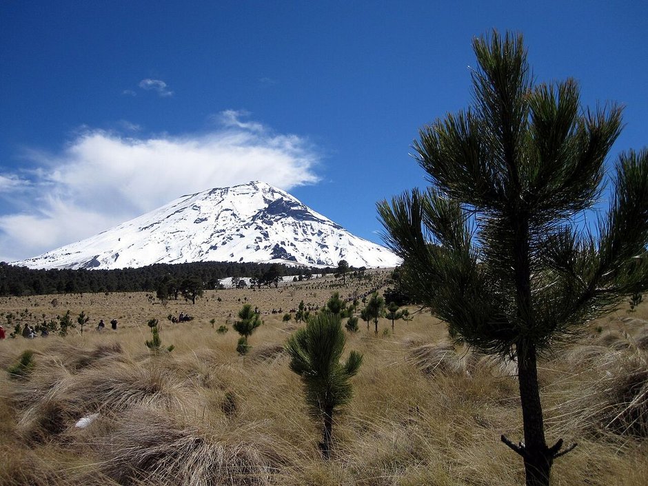 Ocote blanco joven en el zacatonal, con el Popocatépetl nevado al fondo.