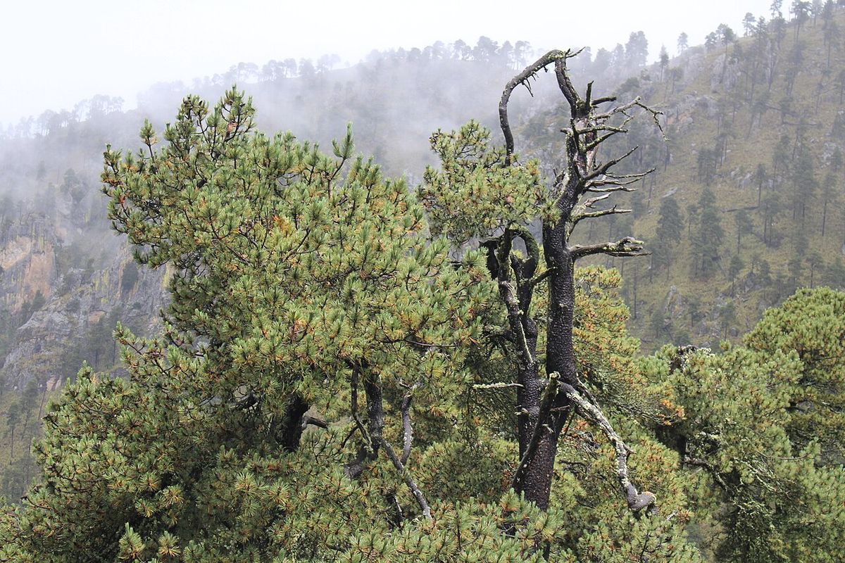 Ocotes blancos entre la niebla en una ladera, con un tronco seco al frente.