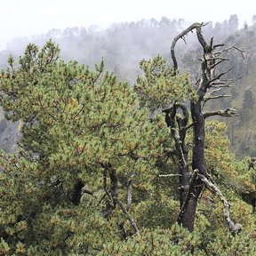 Ocotes blancos entre la niebla en una ladera, con un tronco seco al frente.