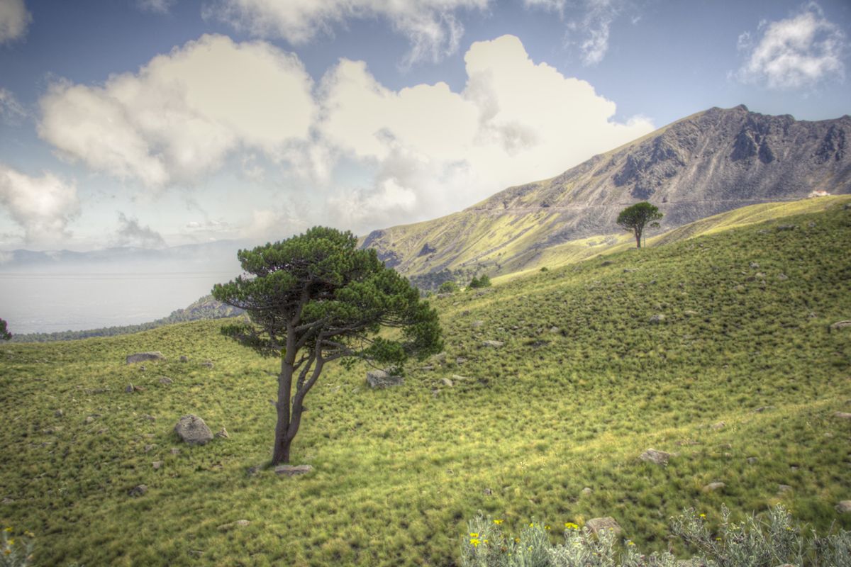 Ocote blanco solitario de copa redonda en una ladera verde, bajo las nubes.
