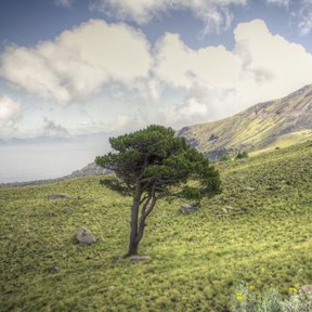 Ocote blanco solitario de copa redonda en una ladera verde, bajo las nubes.