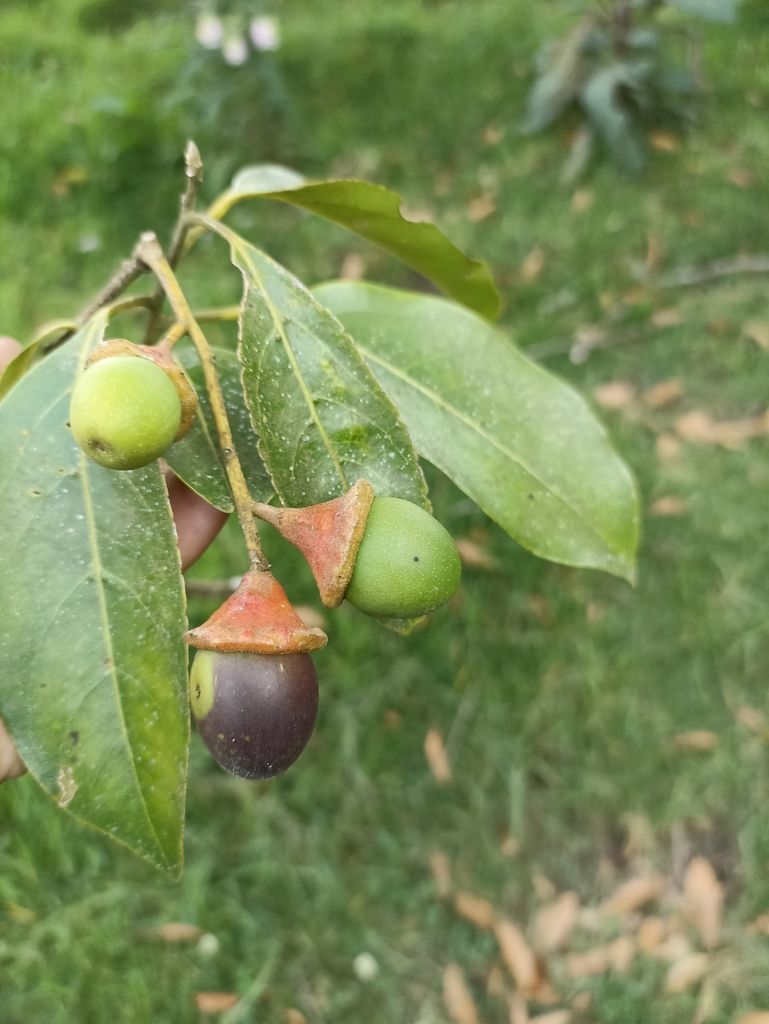 Frutos de vara negra con su cúpula rojiza, colgando entre las hojas.