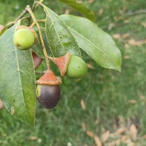 Frutos de vara negra con su cúpula rojiza, colgando entre las hojas.