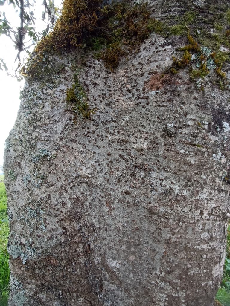 Tronco de vara negra con la corteza gris y salpicada de musgo.