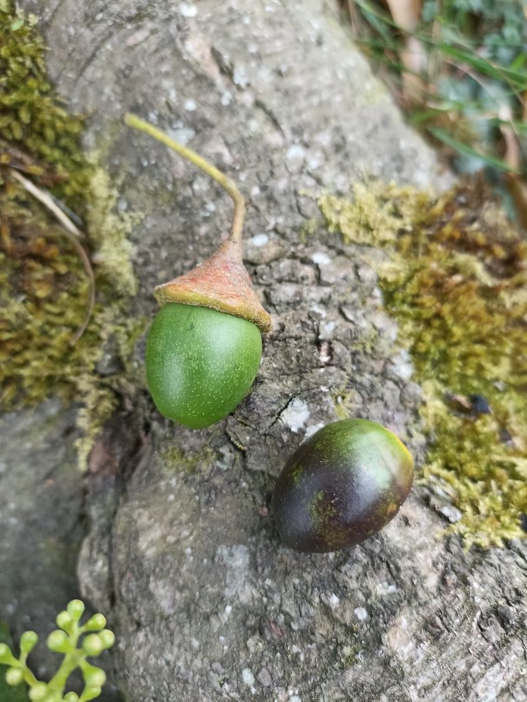 Dos frutos de vara negra, uno verde y otro casi negro, contra el tronco.