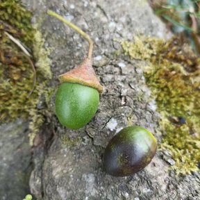 Dos frutos de vara negra, uno verde y otro casi negro, contra el tronco.
