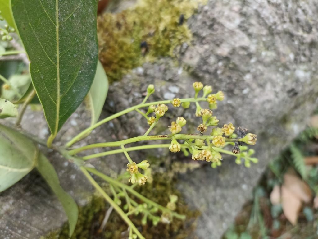 Panícula de flores amarillentas de vara negra junto a las hojas lustrosas.