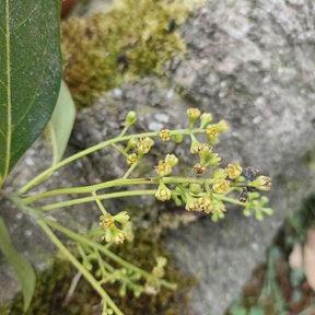 Panícula de flores amarillentas de vara negra junto a las hojas lustrosas.